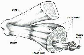 Fascia